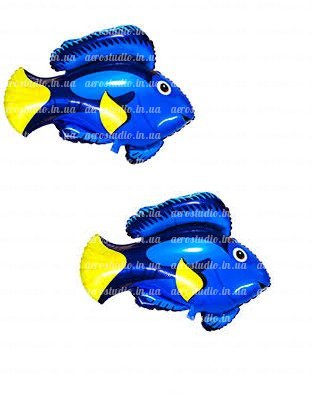 Синяя рыбка «Немо»